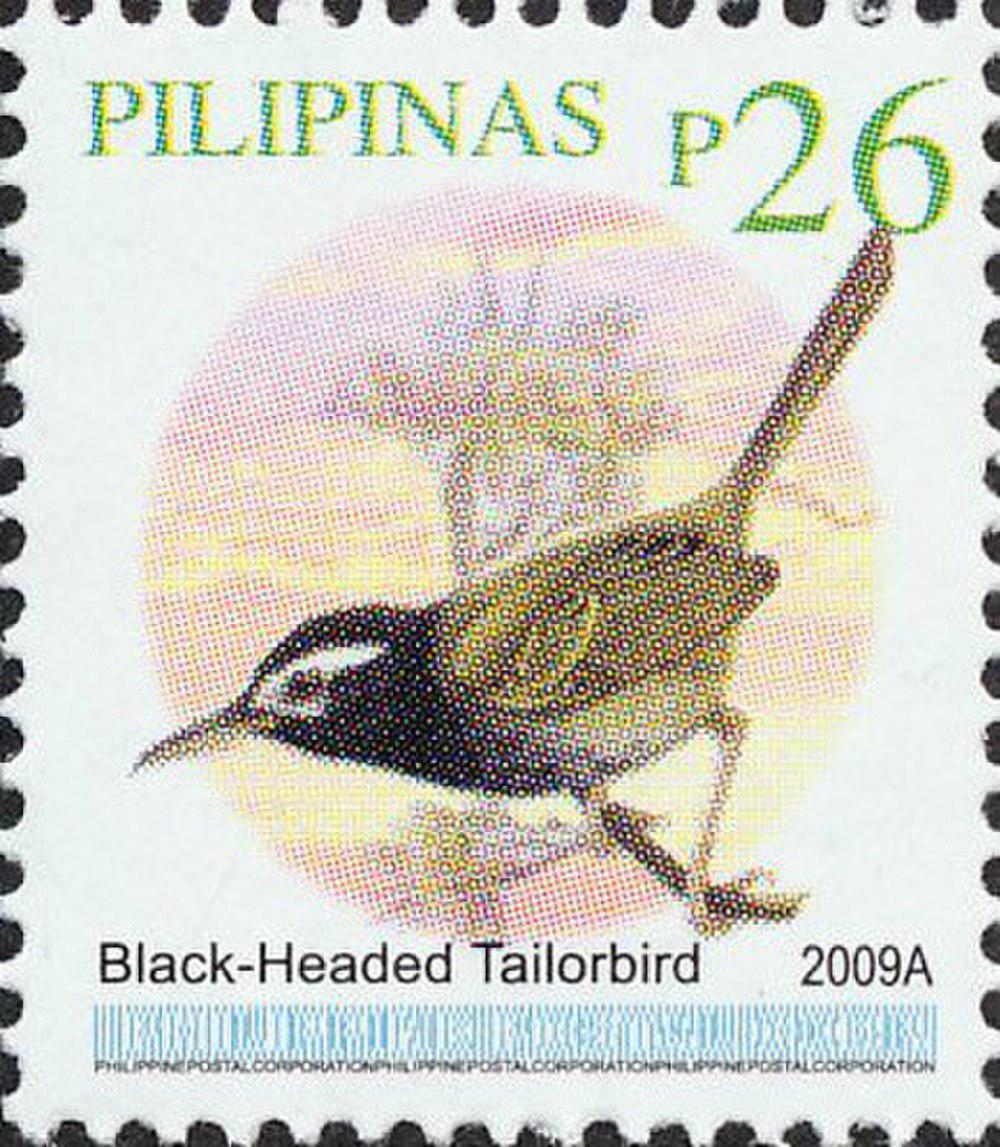 黑头缝叶莺 / Black-headed Tailorbird / Orthotomus nigriceps