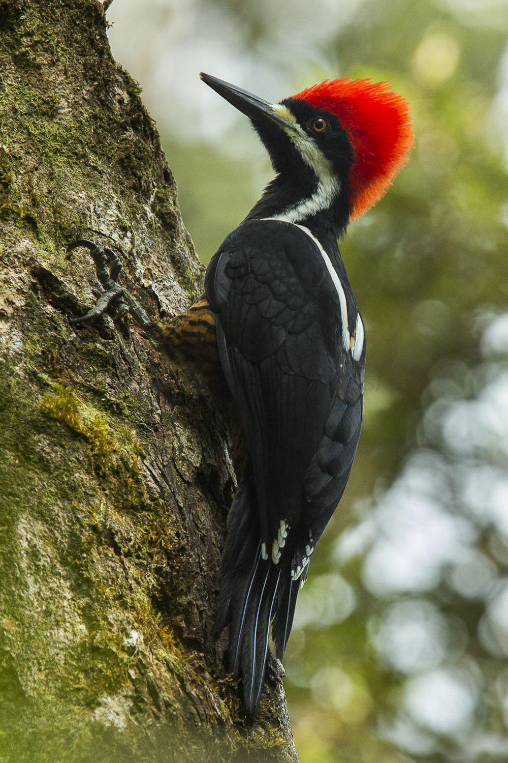 强健啄木鸟 / Powerful Woodpecker / Campephilus pollens