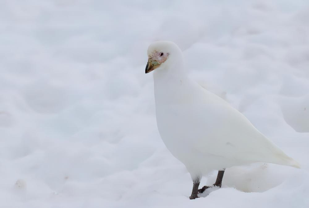 白鞘嘴鸥 / Snowy Sheathbill / Chionis albus