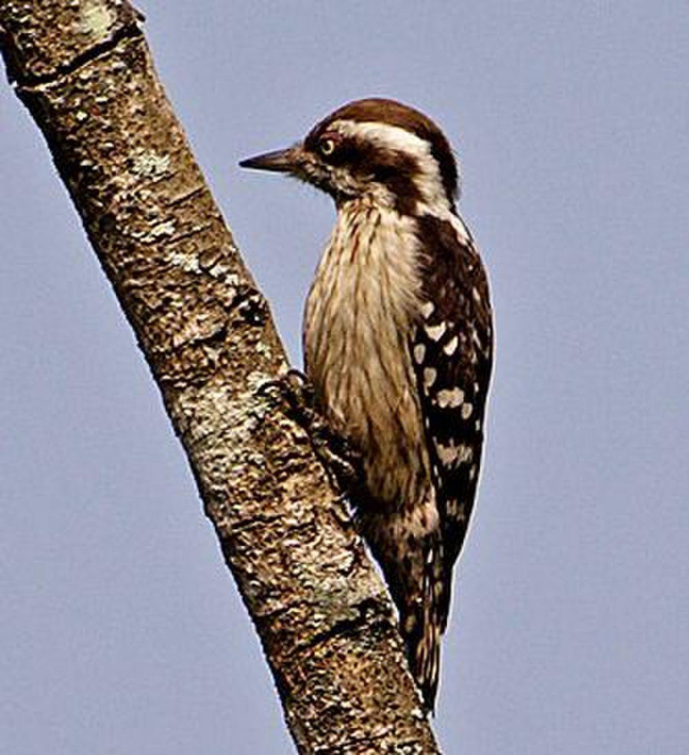 褐头啄木鸟 / Brown-capped Pygmy Woodpecker / Yungipicus nanus