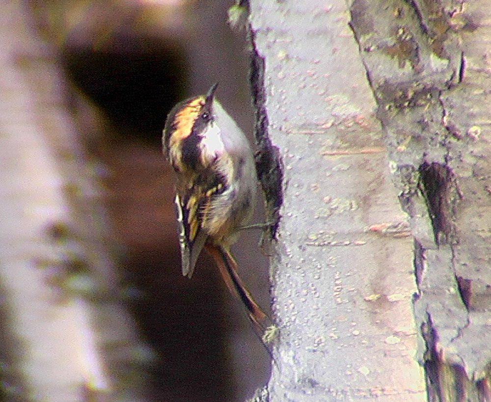 棘尾雷雀 / Thorn-tailed Rayadito / Aphrastura spinicauda