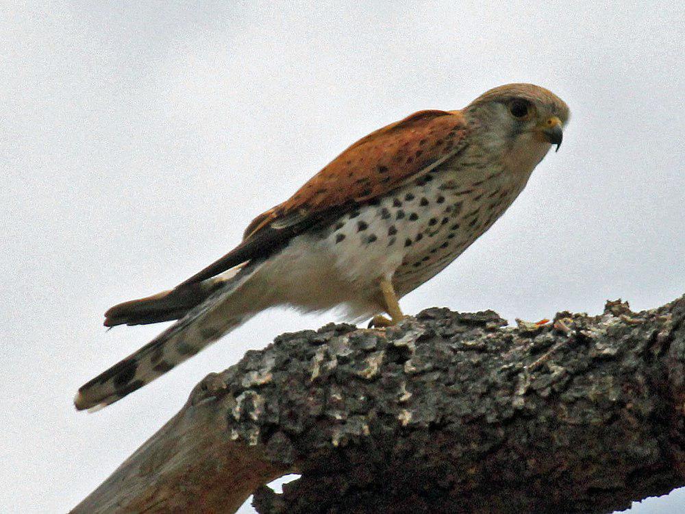 马岛隼 / Malagasy Kestrel / Falco newtoni