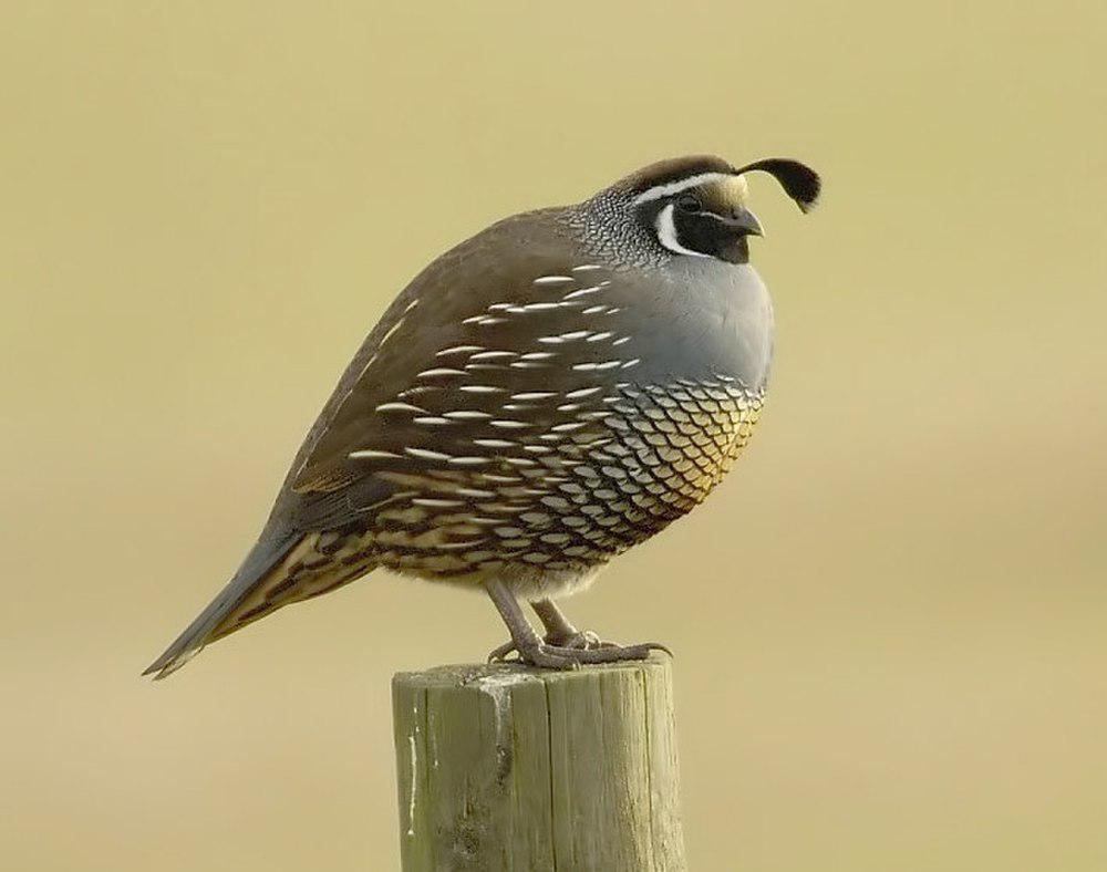 珠颈斑鹑 / California Quail / Callipepla californica