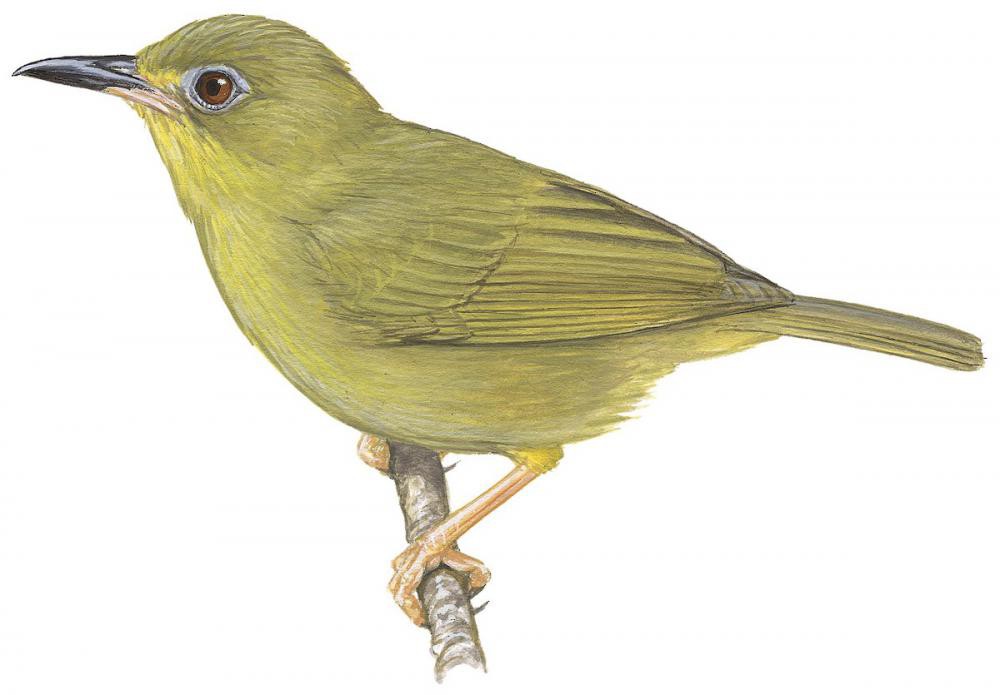 瓦岛绣眼鸟 / Vanikoro White-eye / Zosterops gibbsi