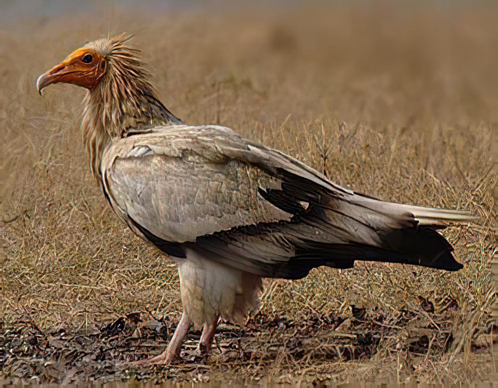 白兀鹫 / Egyptian Vulture / Neophron percnopterus