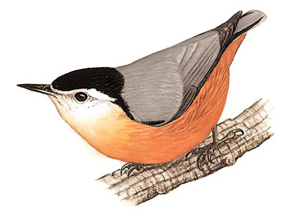 白脸䴓 / Przevalski\'s Nuthatch / Sitta przewalskii