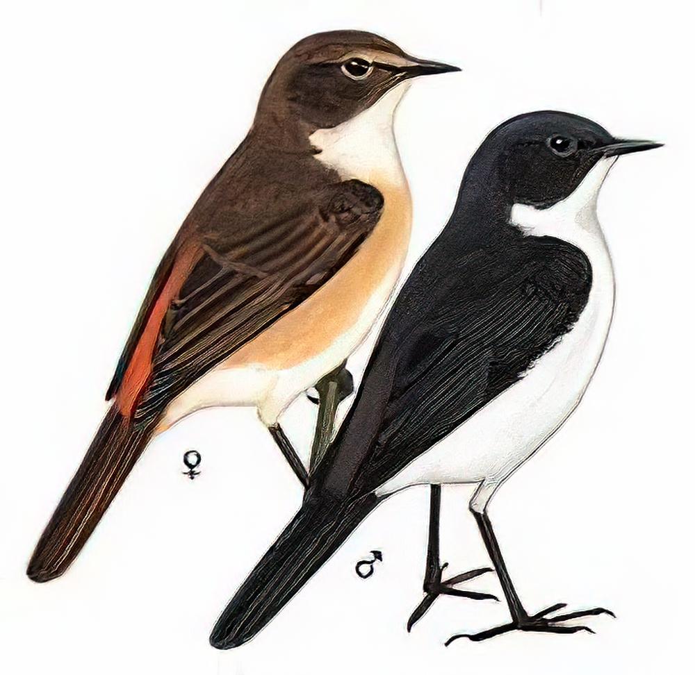 黑白林鵖 / Jerdon\'s Bushchat