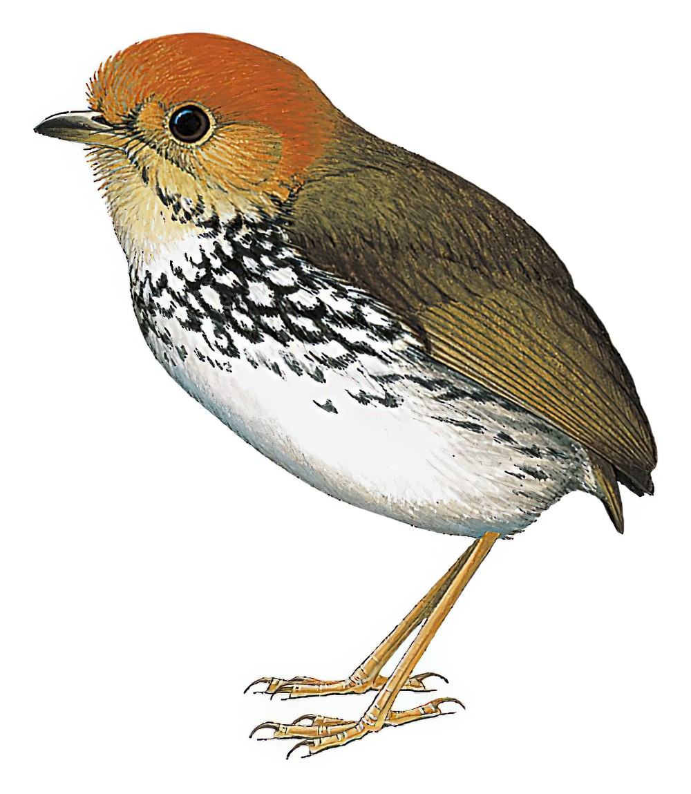 贝胸蚁鸫 / Scallop-breasted Antpitta / Grallaricula loricata