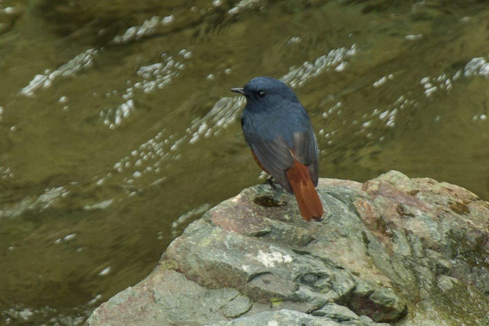 吕宋水鸲 / Luzon Water Redstart / Phoenicurus bicolor