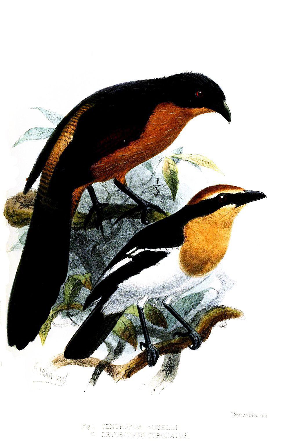 加蓬鸦鹃 / Gabon Coucal / Centropus anselli