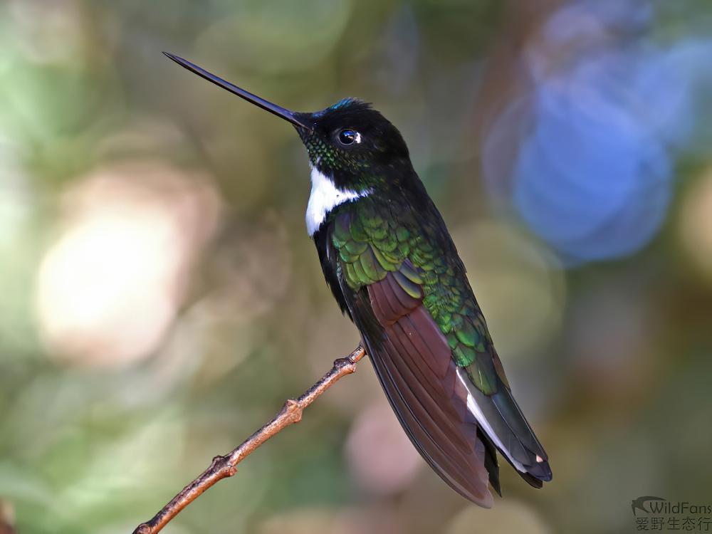 领星额蜂鸟 / Collared Inca / Coeligena torquata