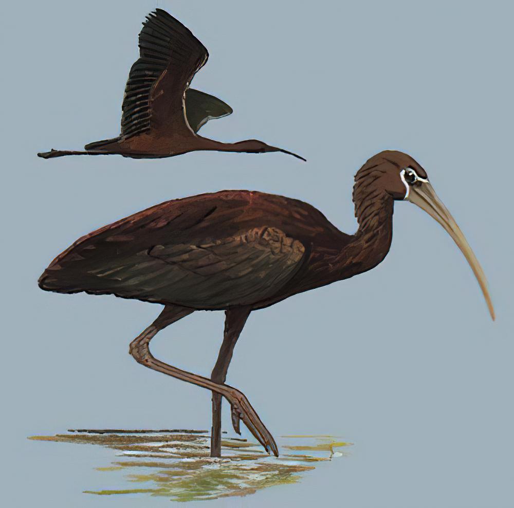 彩鹮 / Glossy Ibis / Plegadis falcinellus