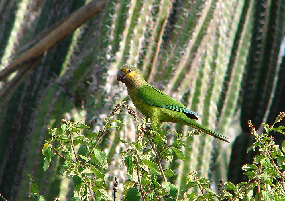 褐喉鹦哥 / Brown-throated Parakeet / Eupsittula pertinax