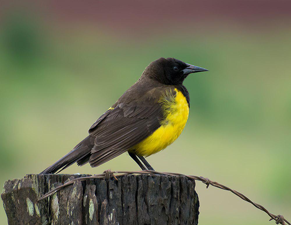 黄腰沼泽雀 / Yellow-rumped Marshbird / Pseudoleistes guirahuro