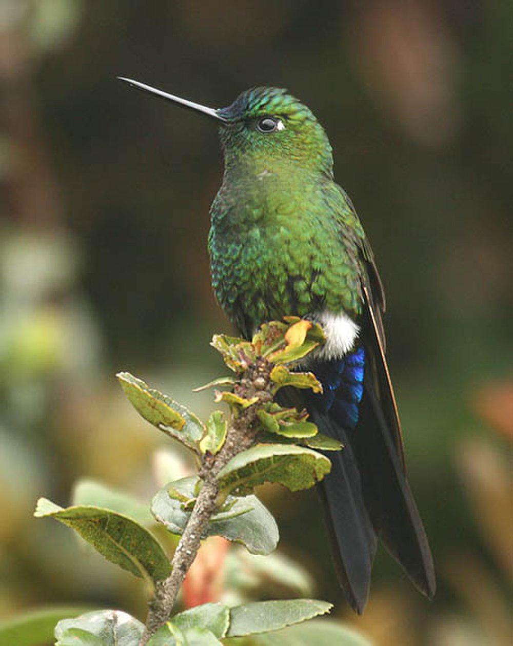 蓝臀毛腿蜂鸟 / Sapphire-vented Puffleg / Eriocnemis luciani