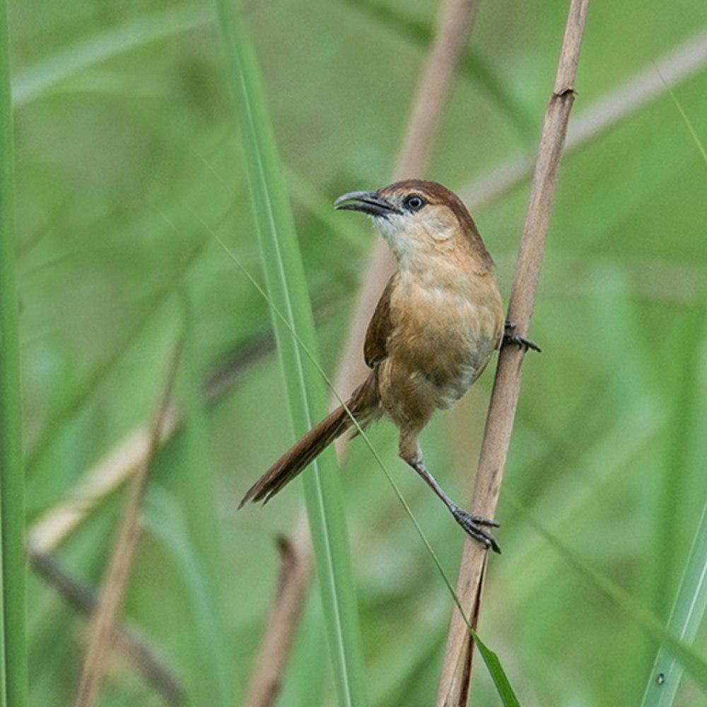 细嘴鸫鹛 / Slender-billed Babbler / Argya longirostris