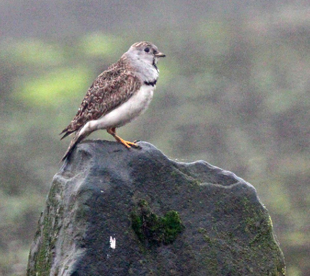 小籽鹬 / Least Seedsnipe / Thinocorus rumicivorus