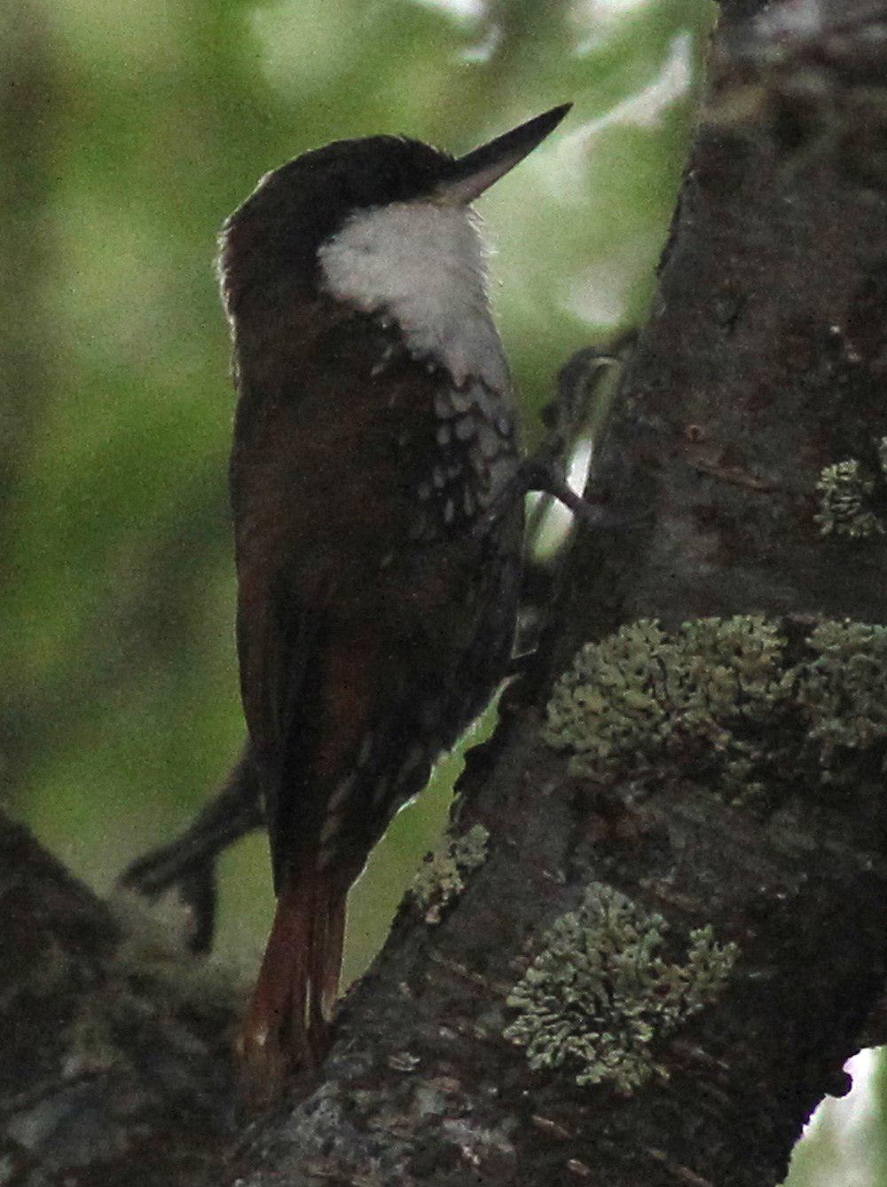 白喉爬树雀 / White-throated Treerunner / Pygarrhichas albogularis