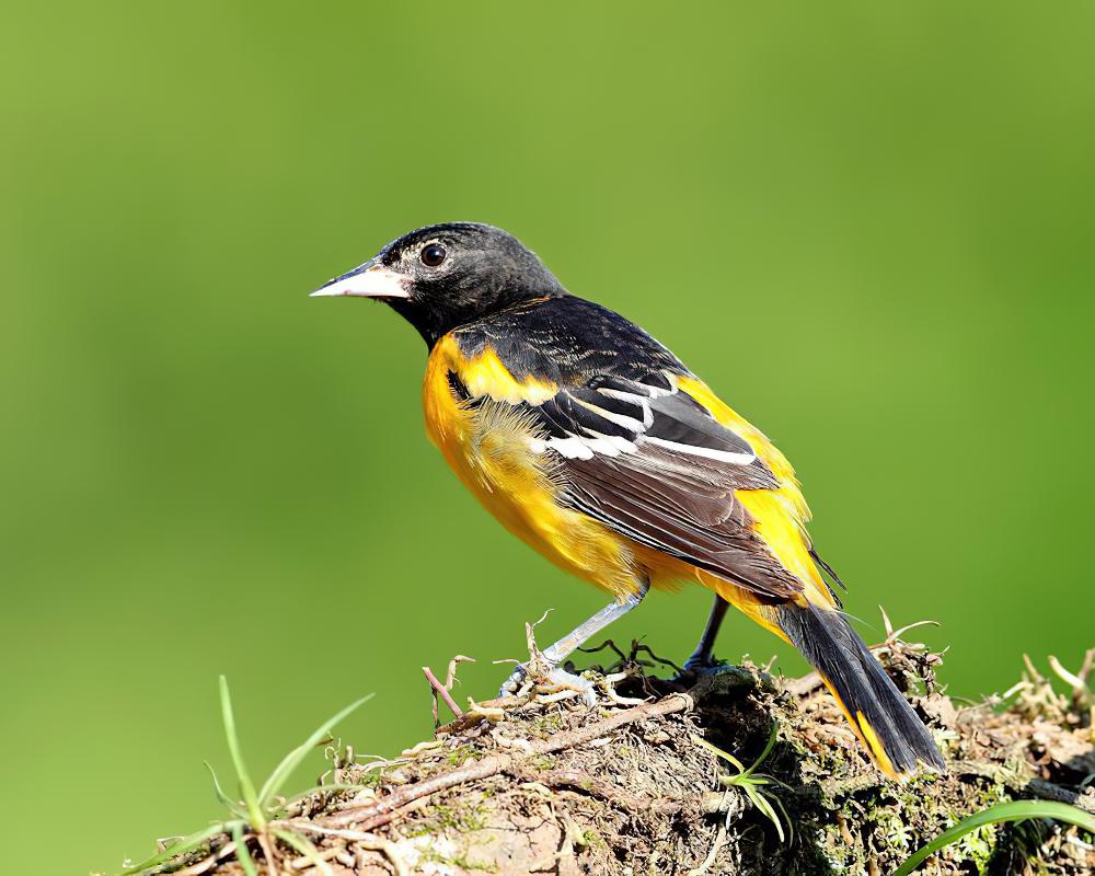 黑顶拟鹂 / Black-cowled Oriole / Icterus prosthemelas