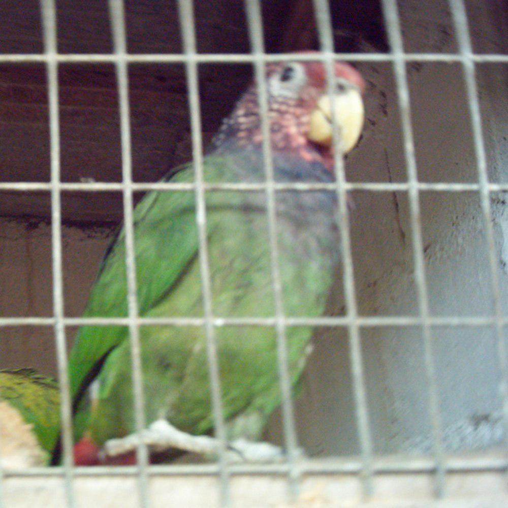 紫冠鹦哥 / Plum-crowned Parrot / Pionus tumultuosus