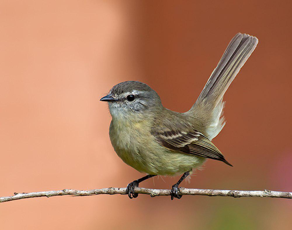 带斑小霸鹟 / Planalto Tyrannulet / Phyllomyias fasciatus