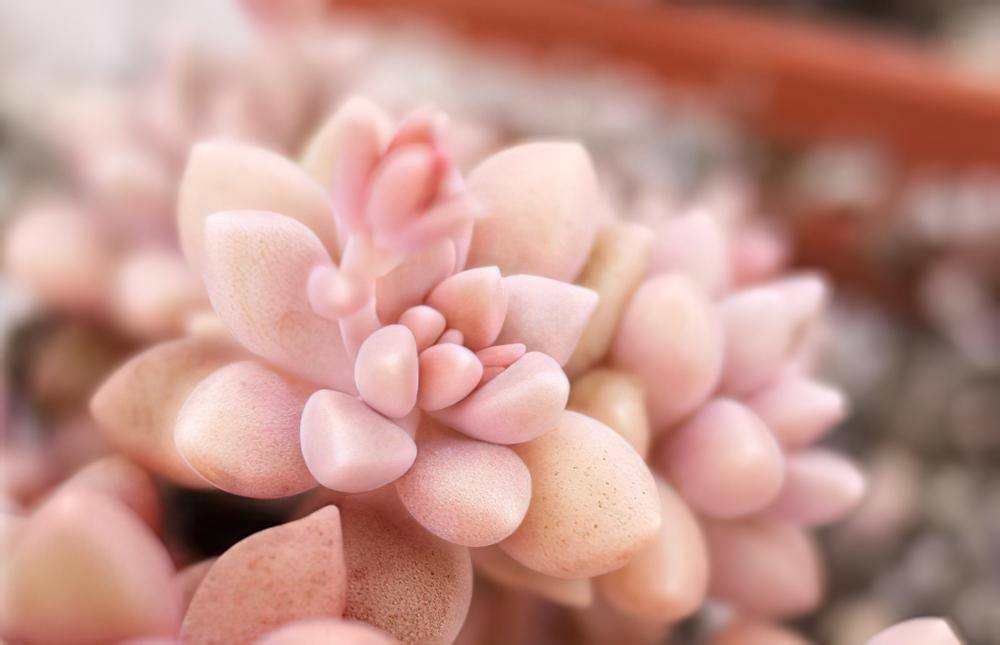 景天科风车草属---姬秋丽（Graptopetalum mendozae）