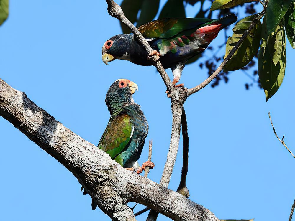 白冠鹦哥 / White-crowned Parrot / Pionus senilis