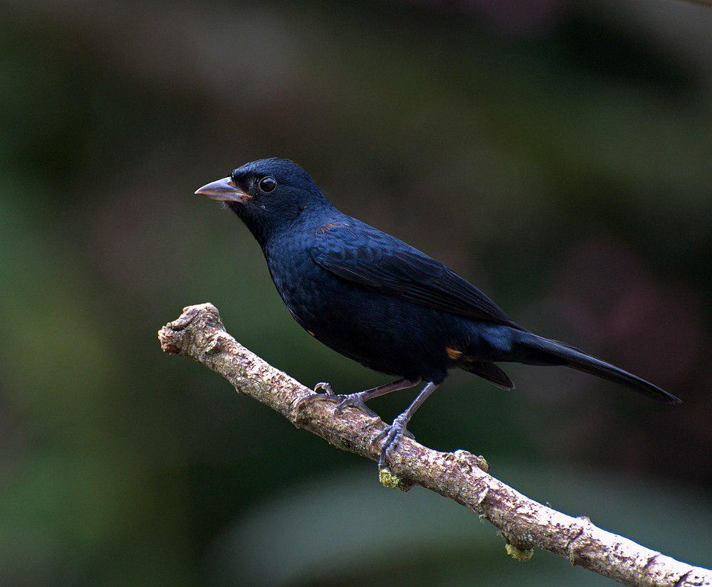 红冠黑唐纳雀 / Ruby-crowned Tanager / Tachyphonus coronatus