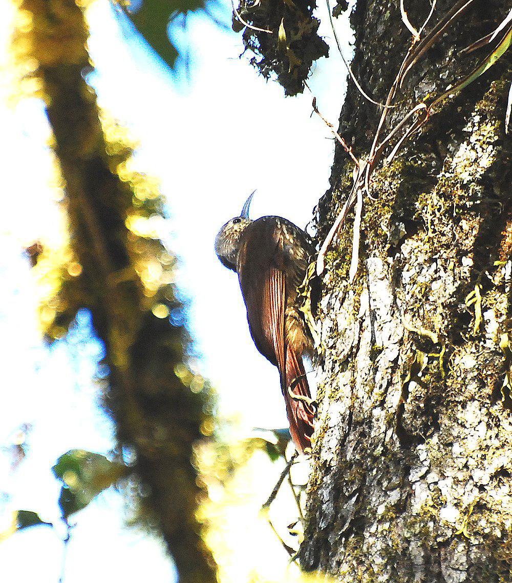 斑顶䴕雀 / Spot-crowned Woodcreeper / Lepidocolaptes affinis