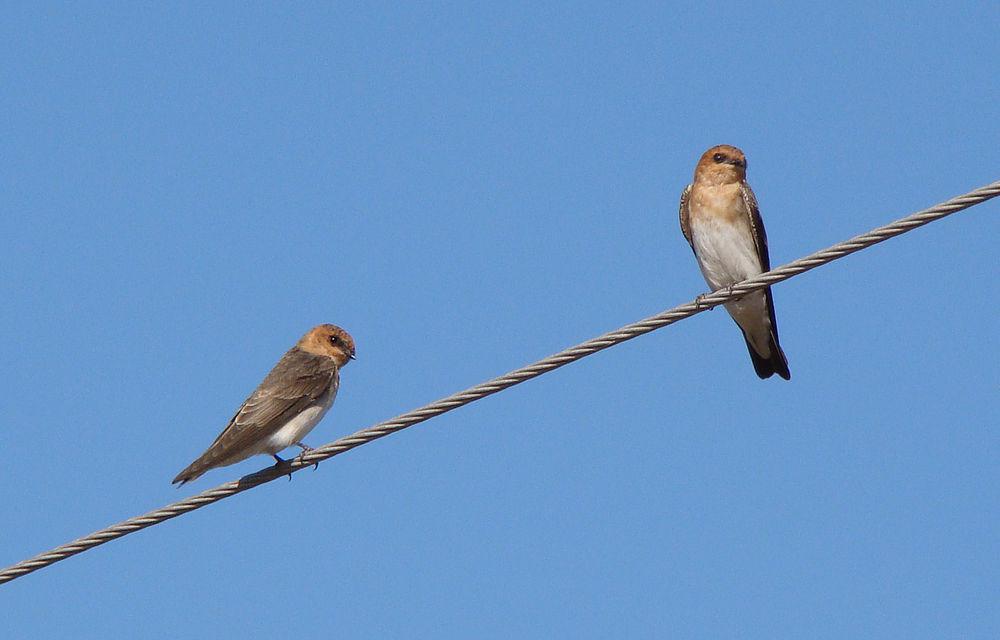 棕头燕 / Tawny-headed Swallow / Alopochelidon fucata