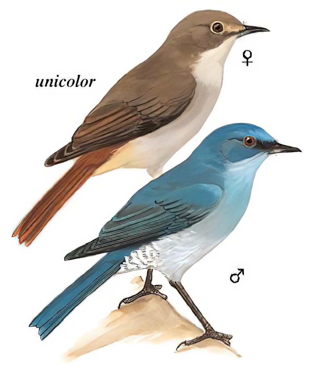 纯蓝仙鹟 / Pale Blue Flycatcher / Cyornis unicolor