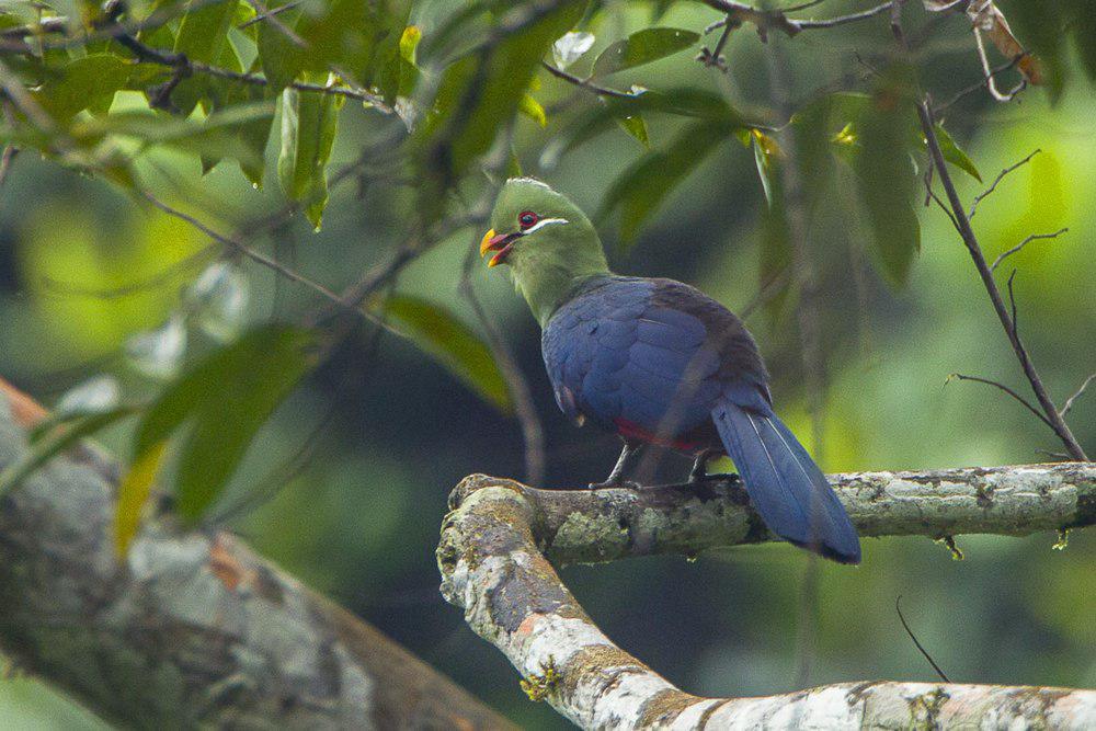 黄嘴蕉鹃 / Yellow-billed Turaco / Tauraco macrorhynchus