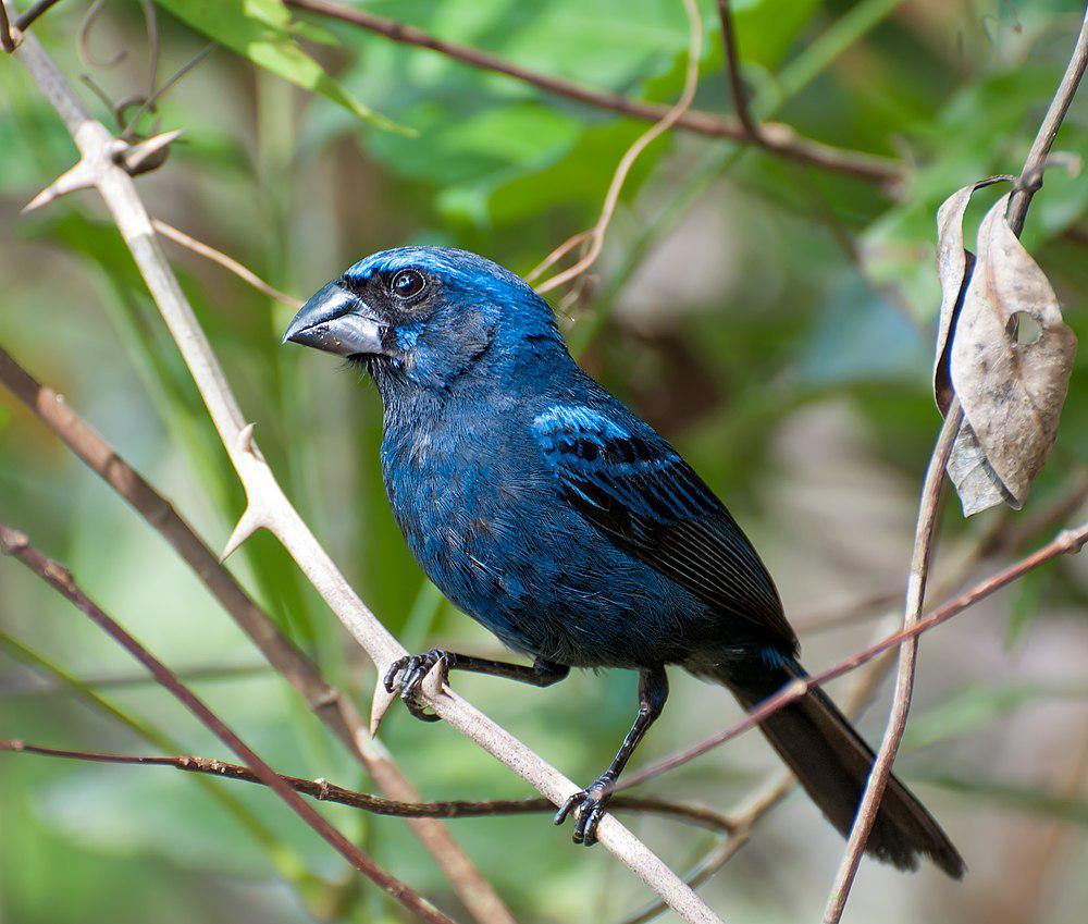 青彩鹀 / Ultramarine Grosbeak / Cyanoloxia brissonii