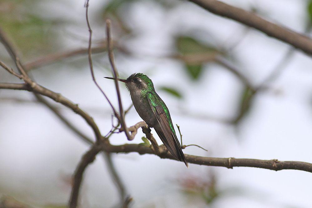 科苏梅尔翠蜂鸟 / Cozumel Emerald / Cynanthus forficatus