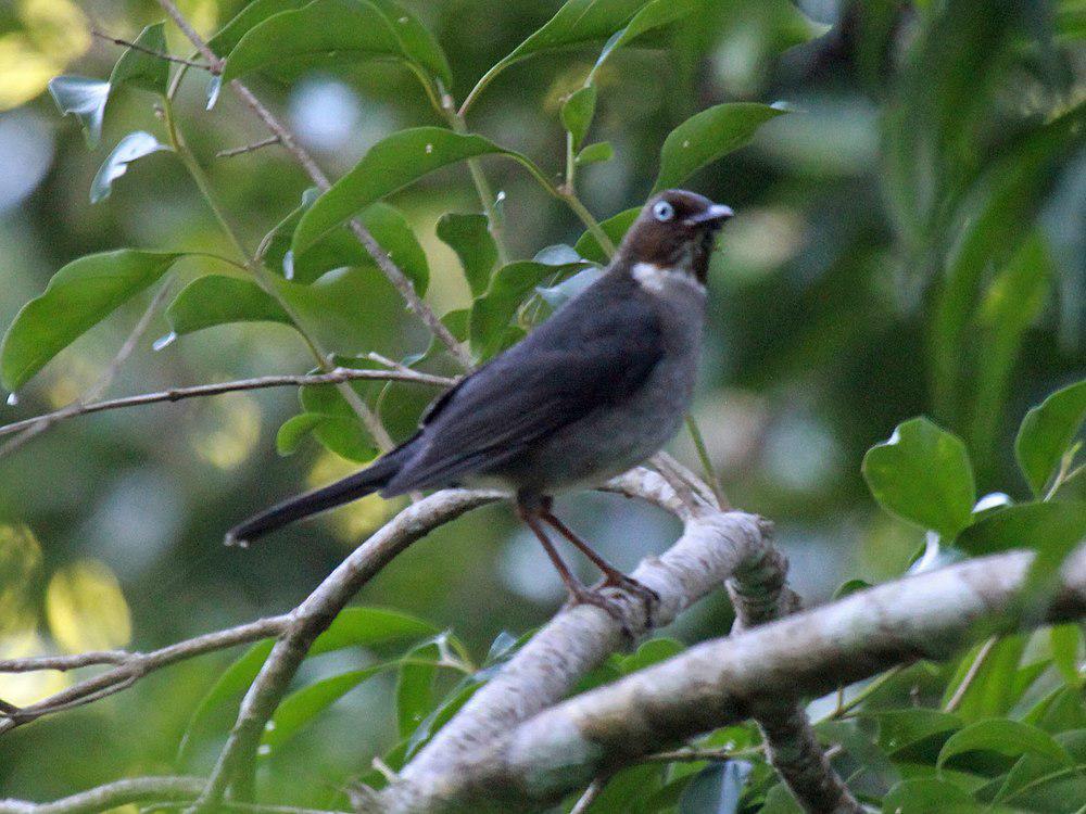 白眼鸫 / White-eyed Thrush / Turdus jamaicensis