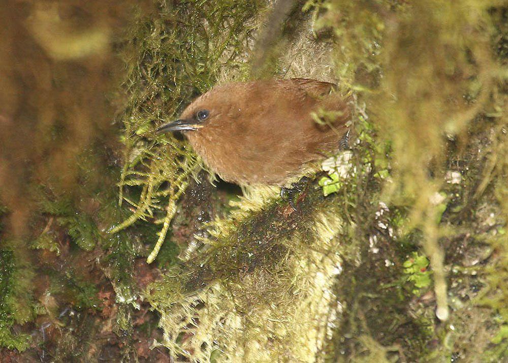 棕鹪鹩 / Rufous Wren / Cinnycerthia unirufa