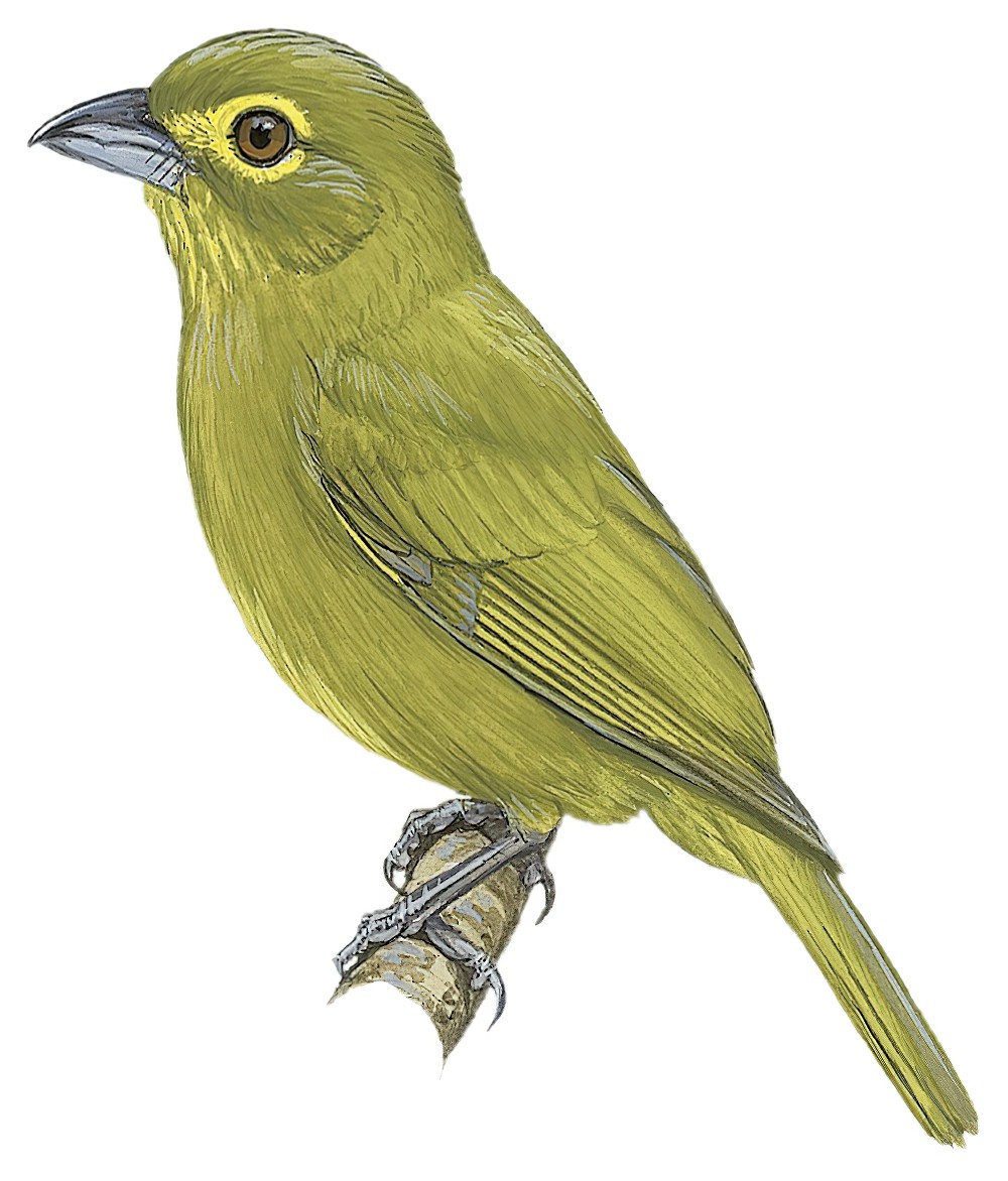 黄眉绿唐纳雀 / Lemon-spectacled Tanager / Chlorothraupis olivacea