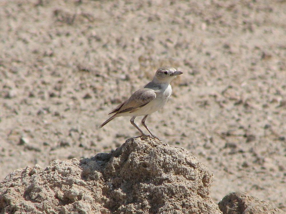 格氏漠百灵 / Gray\'s Lark / Ammomanopsis grayi