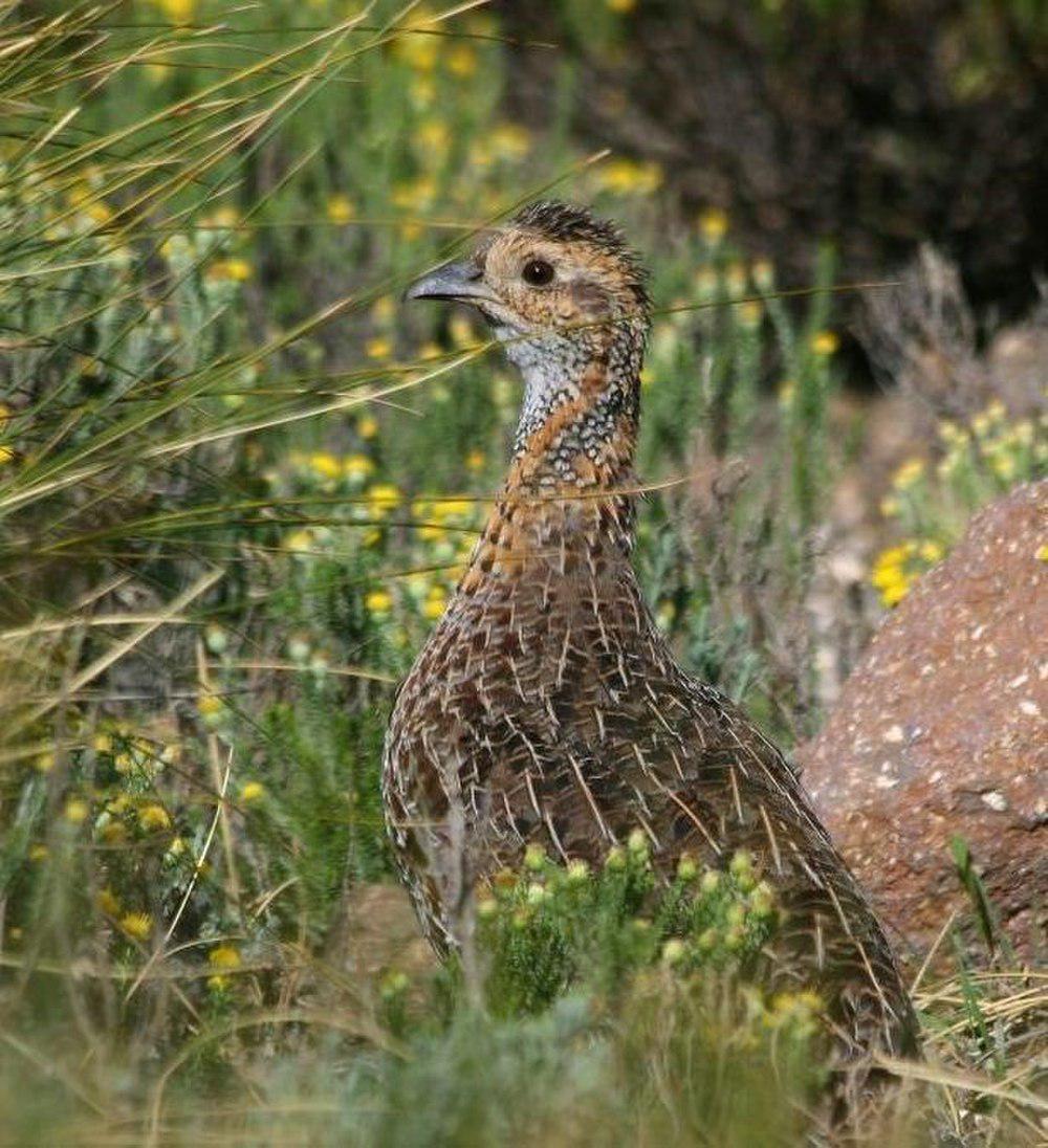 灰翅鹧鸪 / Grey-winged Francolin / Scleroptila afra