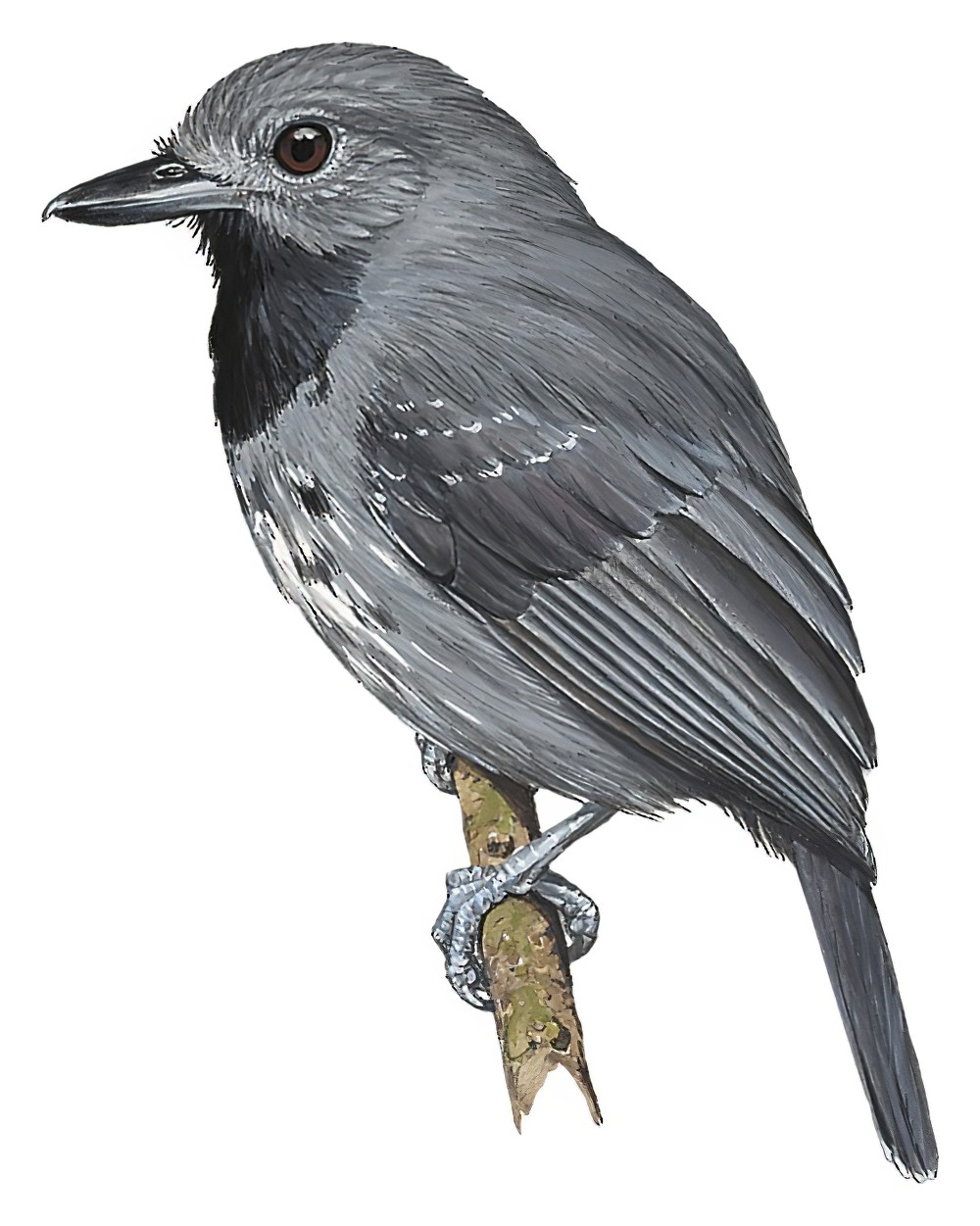 暗色蚁鵙 / Saturnine Antshrike / Thamnomanes saturninus