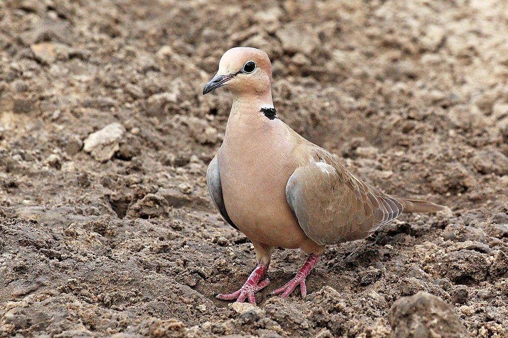 酒红斑鸠 / Vinaceous Dove / Streptopelia vinacea