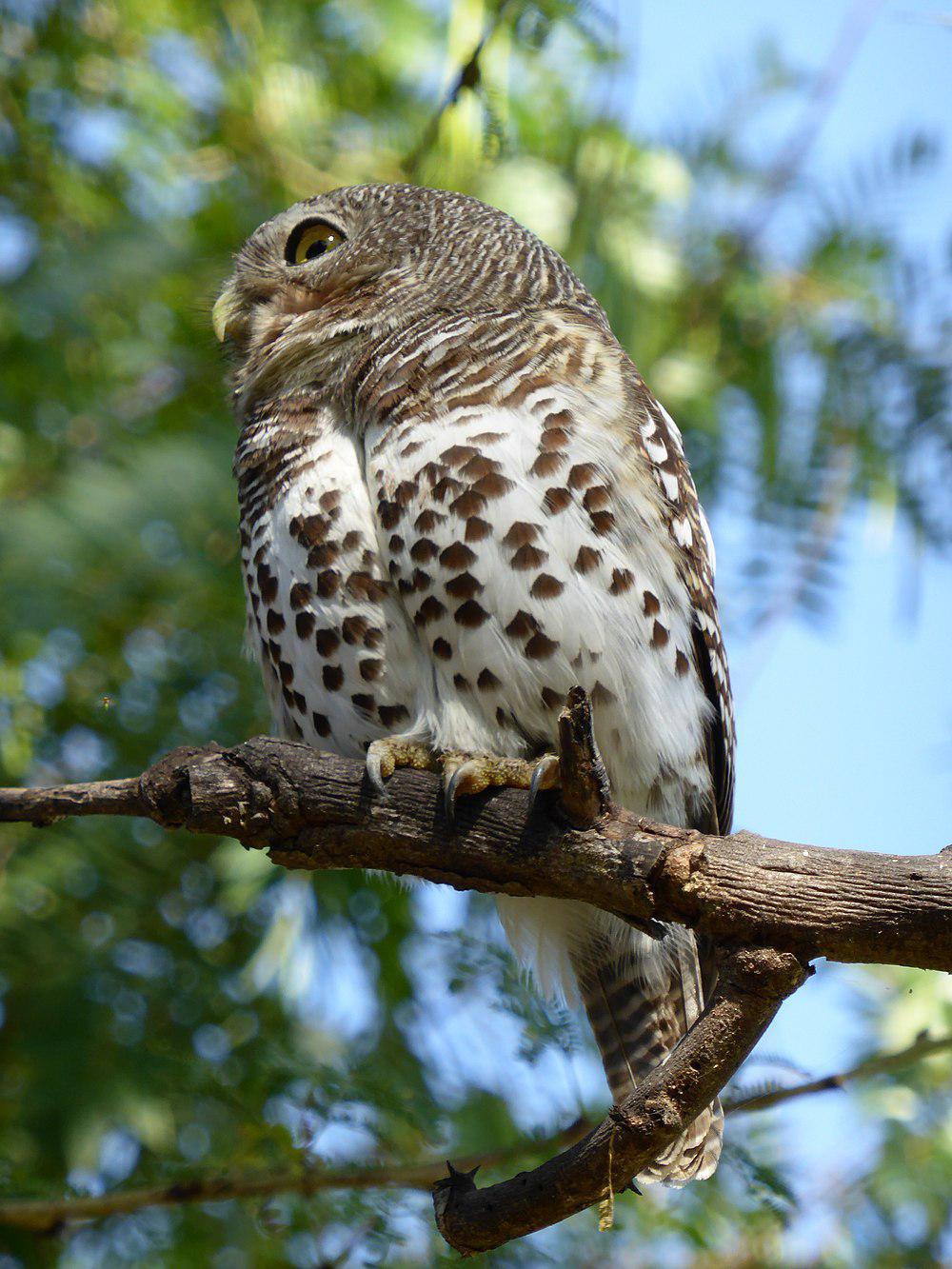 斑鸺鹠 / African Barred Owlet / Glaucidium capense