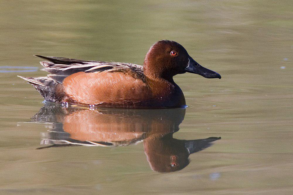 桂红鸭 / Cinnamon Teal / Spatula cyanoptera