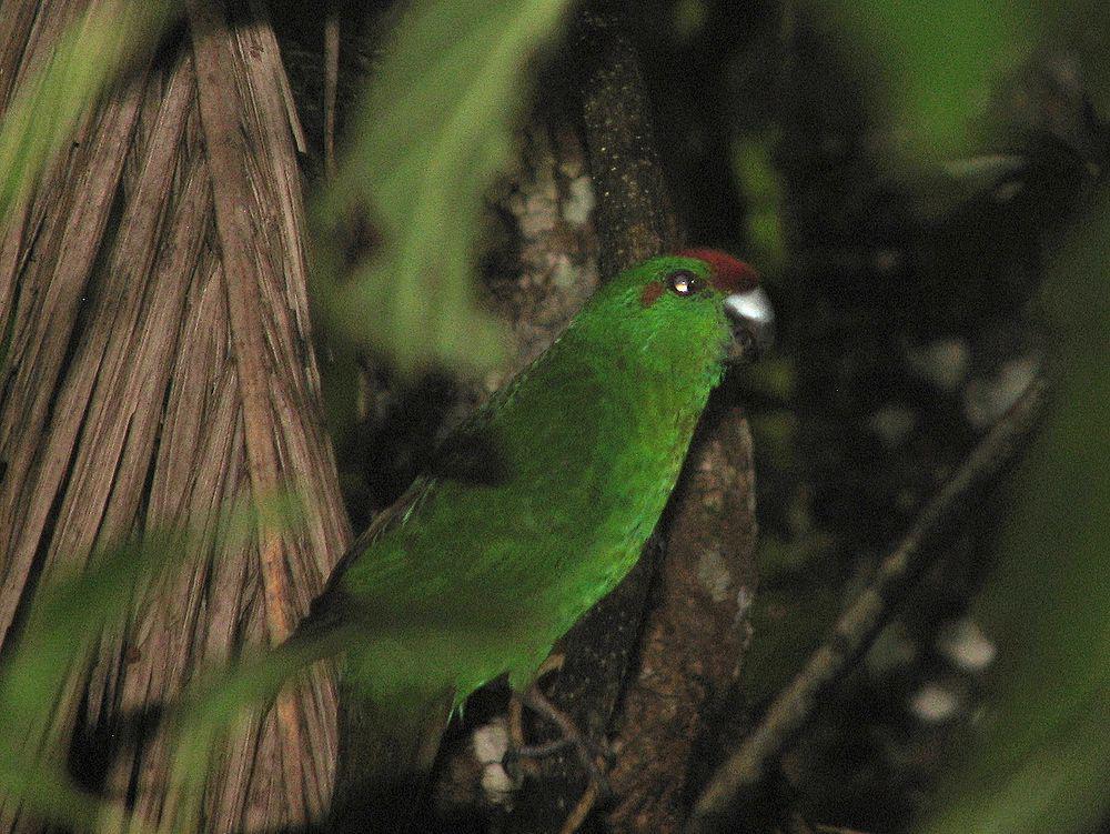 红额长尾鹦鹉 / Norfolk Parakeet / Cyanoramphus cookii