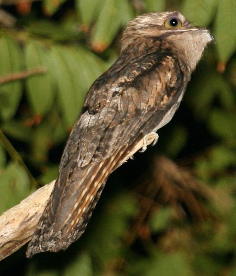 北林鸱 / Northern Potoo / Nyctibius jamaicensis