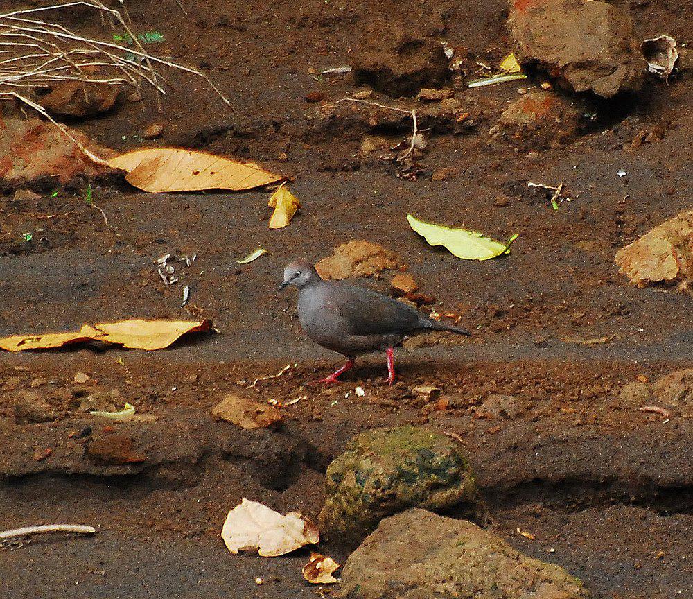 灰胸棕翅鸠 / Grey-chested Dove / Leptotila cassinii