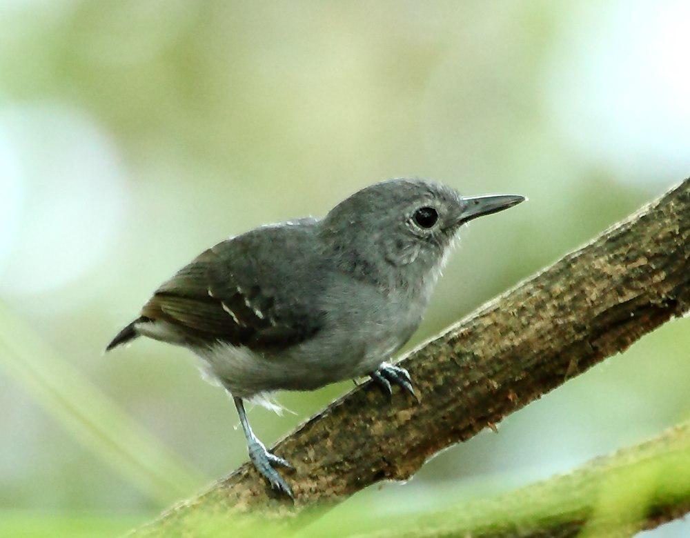 铅色蚁鹩 / Leaden Antwren / Myrmotherula assimilis