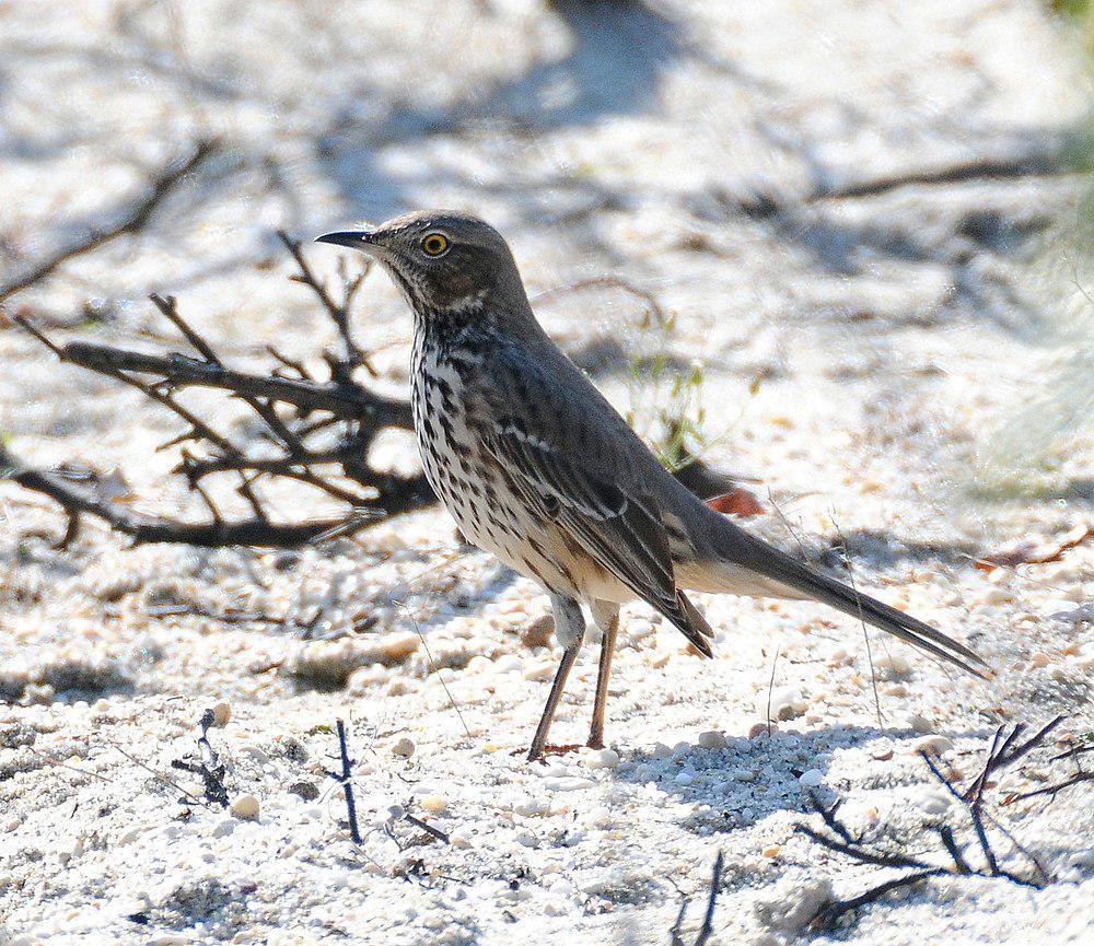 高山弯嘴嘲鸫 / Sage Thrasher / Oreoscoptes montanus