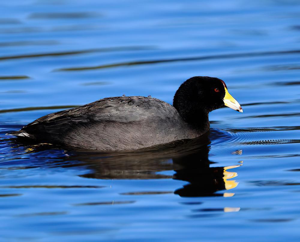 美洲骨顶 / American Coot / Fulica americana