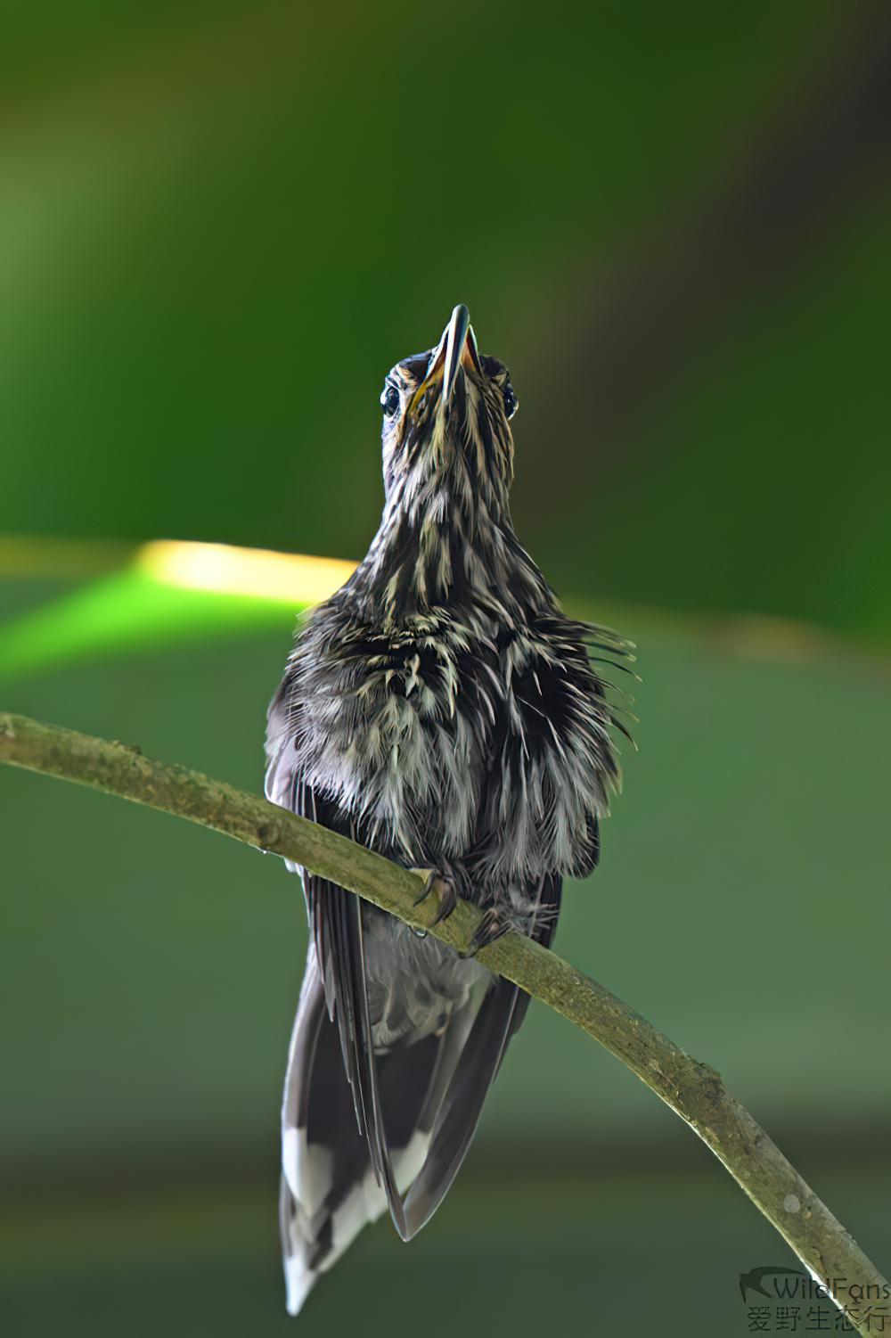 白尾尖镰嘴蜂鸟 / White-tipped Sicklebill / Eutoxeres aquila